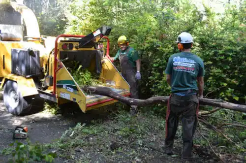 tree services Darien